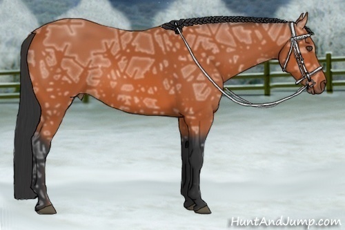 Horse Color:Bay Ice 