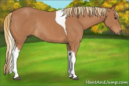 Horse Color:Chestnut Tobiano Rabicano