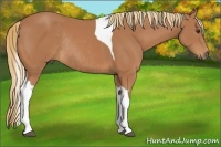 Horse Color:Chestnut Tobiano Rabicano