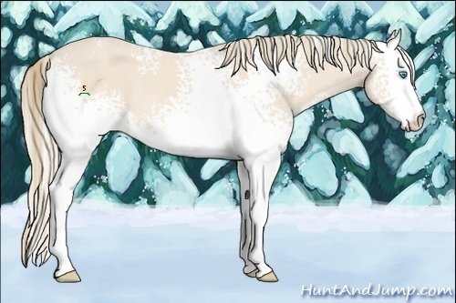 Horse Color:White Spotted Perlino 