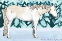 Horse Color:White Spotted Perlino 