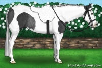 Horse Color:Black Splash Tobiano Rabicano