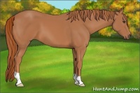 Horse Color:Chestnut 