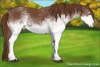 Horse Color:White Spotted Chestnut 