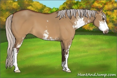 Horse Color:Silver Brown Dun Sabino