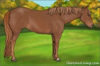 Horse Color:Chestnut 
