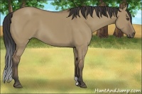 Horse Color:Buckskin Dun