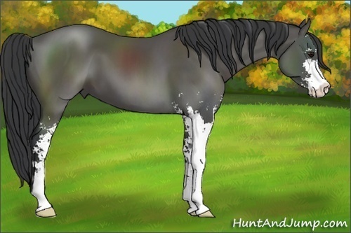Horse Color:Black Sabino 