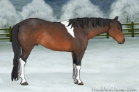 Horse Color:Brown Tobiano Rabicano