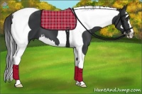 Horse Color:Black Splash Tobiano Frame 
