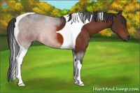 Horse Color:Bay Tobiano 