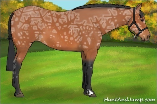 Horse Color:Bay Ice Frame 