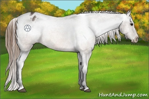 Horse Color:Buckskin Roan Appaloosa 