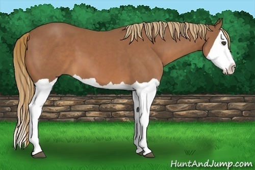 Horse Color:Chestnut Splash 