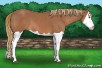 Horse Color:Chestnut Splash