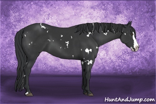 Horse Color:White Spotted Black Splash
