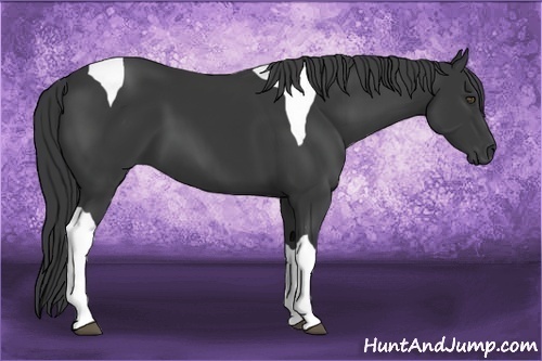 Horse Color:Black Tobiano 