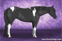 Horse Color:Black Tobiano 