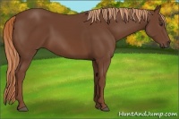 Horse Color:Chestnut Frame 