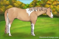 Horse Color:Gold Champagne Splash Tobiano
