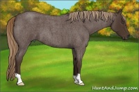 Horse Color:Liver Red Roan 