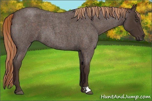 Horse Color:Liver Red Roan 