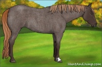 Horse Color:Liver Red Roan 