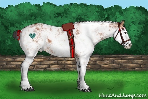 Horse Color:Bay Sabino 