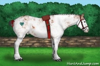 Horse Color:Bay Sabino 