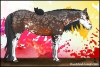 Horse Color:Brown Ice Sabino Rabicano 