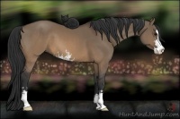 Horse Color:Brown Dun Sabino 