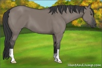 Horse Color:Grullo