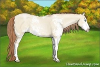 Horse Color:Smoky Grullo Pearl Sabino 