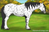 Horse Color:Black Near Leopard 
