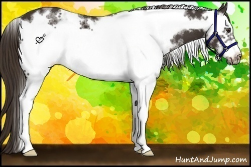 Horse Color:White Spotted Liver Chestnut Frame
