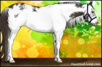 Horse Color:White Spotted Liver Chestnut Frame