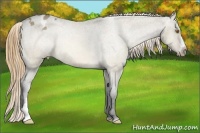 Horse Color:Buckskin Dun Appaloosa Rabicano