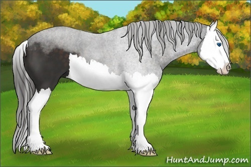 Horse Color:Liver Chestnut Splash 