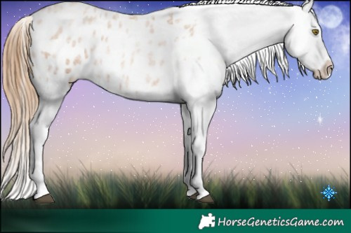 Horse Color:Red Roan Pearl Tobiano Appaloosa 