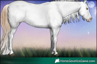 Horse Color:Red Roan Pearl Tobiano Appaloosa 