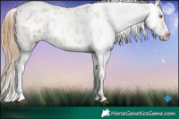 Horse Color:Red Roan Pearl Tobiano Appaloosa 