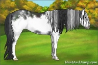 Horse Color:White Spotted Black Frame Rabicano 