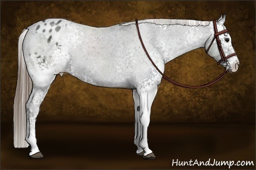 Horse Color:White Spotted Smoky Black Appaloosa 