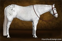 Horse Color:White Spotted Smoky Black Appaloosa