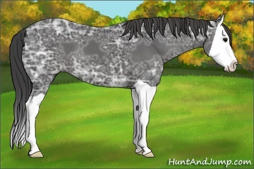 Horse Color:Smoky Black Ice Splash 