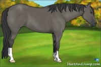 Horse Color:Grullo