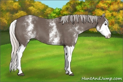 Horse Color:White Spotted Silver Black Splash 