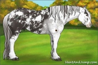 Horse Color:Liver Chestnut Sabino 