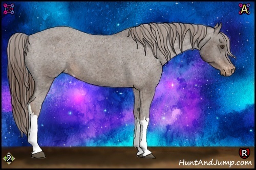Horse Color:Liver Chestnut Appaloosa 