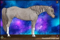 Horse Color:Liver Chestnut Appaloosa 